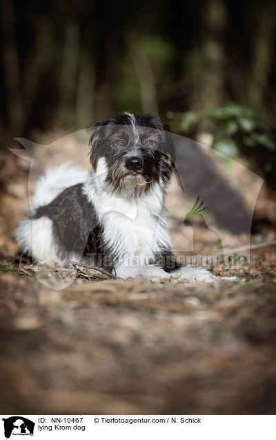 liegender Kromfohrlnder / lying Krom dog / NN-10467