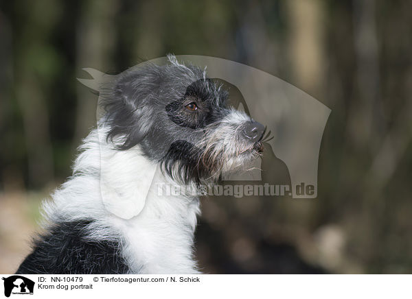 Kromfohrlnder Portrait / Krom dog portrait / NN-10479