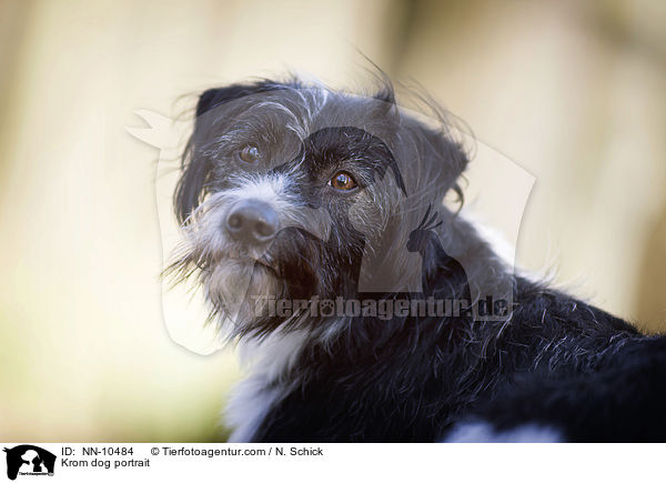 Kromfohrlnder Portrait / Krom dog portrait / NN-10484