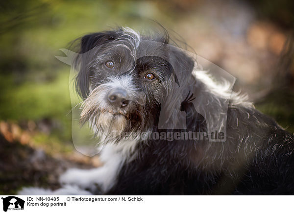 Kromfohrlnder Portrait / Krom dog portrait / NN-10485