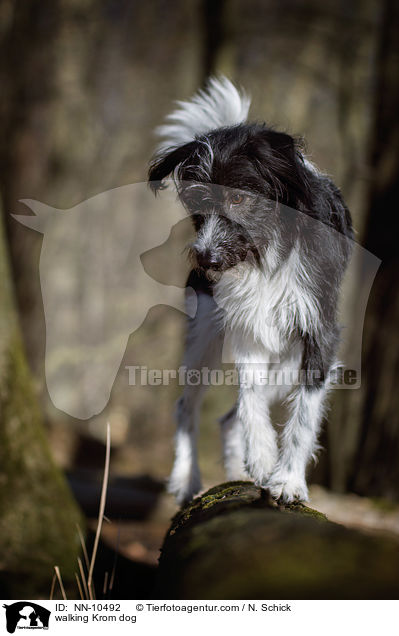 laufender Kromfohrlnder / walking Krom dog / NN-10492