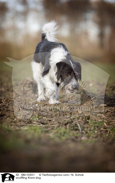 schnuppernder Kromfohrlnder / snuffling Krom dog / NN-10501