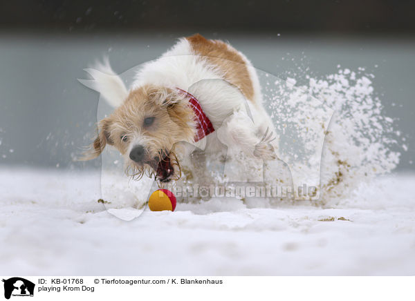 spielender Kromfohrlnder / playing Krom Dog / KB-01768