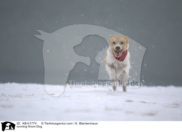 rennender Kromfohrlnder / running Krom Dog / KB-01774