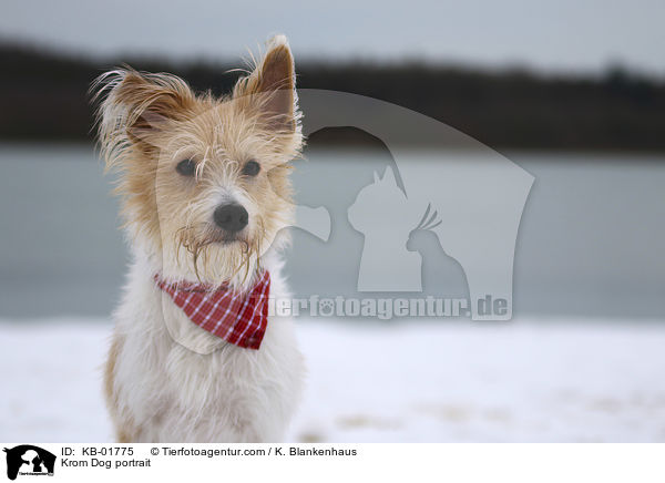 Kromfohrlnder Portrait / Krom Dog portrait / KB-01775