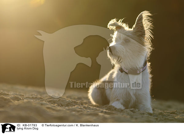 liegender Kromfohrlnder / lying Krom Dog / KB-01783