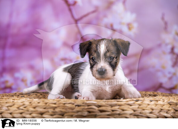 liegender Kromfohrlnder Welpe / lying Krom puppy / MW-18556