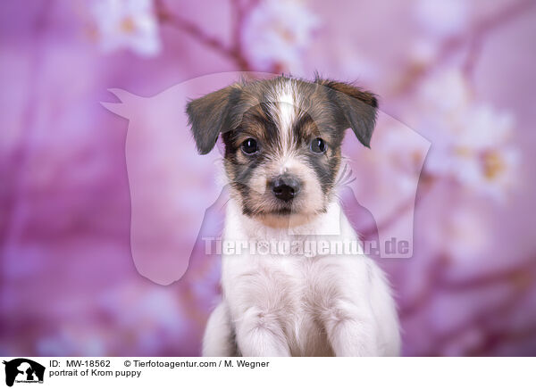 portrait of Krom puppy / MW-18562