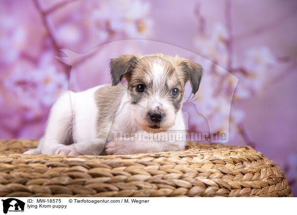 liegender Kromfohrl�nder Welpe / lying Krom puppy / MW-18575