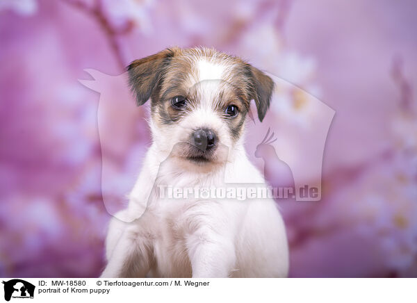 portrait of Krom puppy / MW-18580