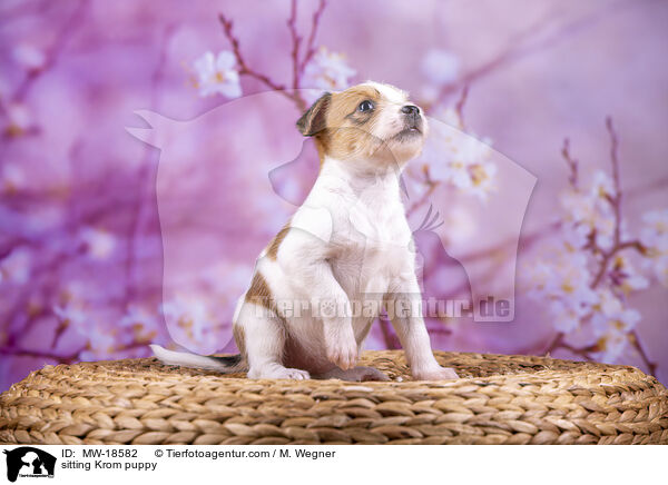 sitzender Kromfohrlnder Welpe / sitting Krom puppy / MW-18582