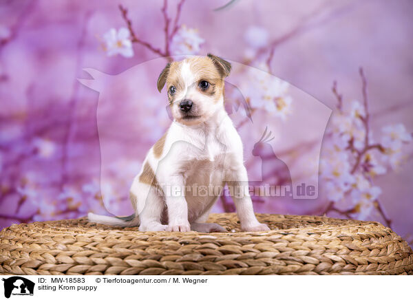 sitzender Kromfohrlnder Welpe / sitting Krom puppy / MW-18583