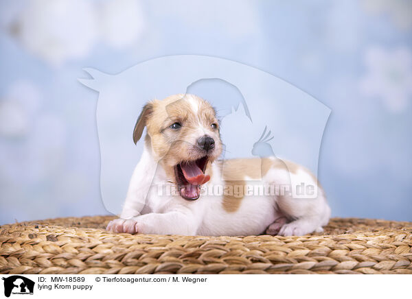 liegender Kromfohrlnder Welpe / lying Krom puppy / MW-18589
