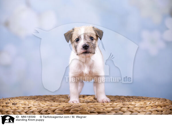 stehender Kromfohrlnder Welpe / standing Krom puppy / MW-18599