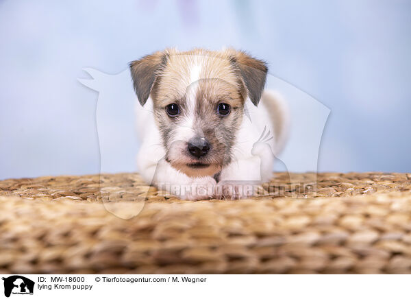 liegender Kromfohrlnder Welpe / lying Krom puppy / MW-18600