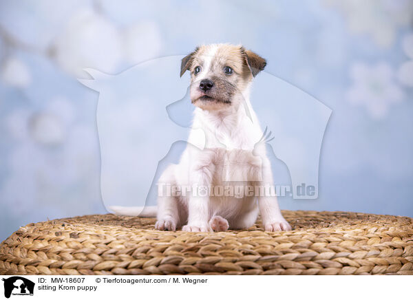 sitzender Kromfohrlnder Welpe / sitting Krom puppy / MW-18607