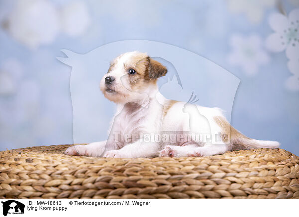 liegender Kromfohrlnder Welpe / lying Krom puppy / MW-18613