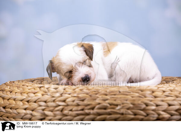 liegender Kromfohrlnder Welpe / lying Krom puppy / MW-18617