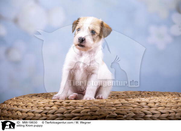 sitzender Kromfohrlnder Welpe / sitting Krom puppy / MW-18630