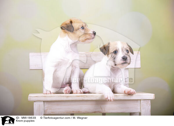 Kromfohrlnder Welpen / Krom puppies / MW-18639