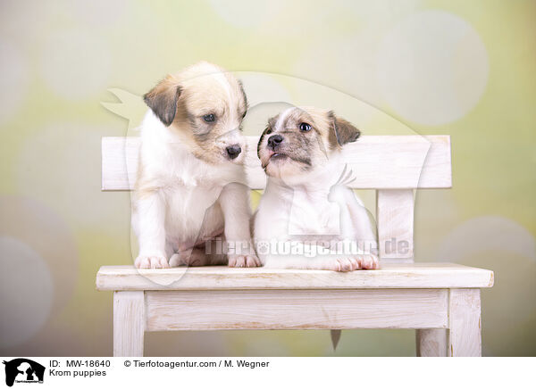 Kromfohrlnder Welpen / Krom puppies / MW-18640