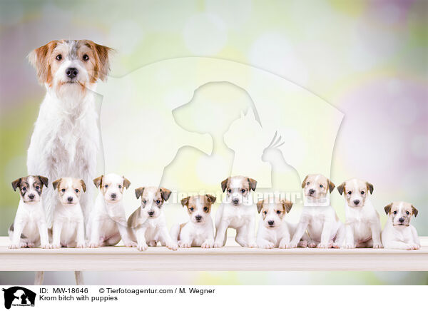 Kromfohrlnder Hndin mit Welpen / Krom bitch with puppies / MW-18646