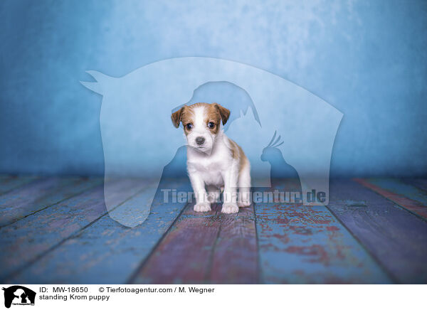 stehender Kromfohrlnder Welpe / standing Krom puppy / MW-18650
