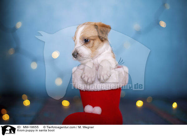 Kormfohrlnder Welpe in Weihnachtsstiefel / Krom puppy in santa boot / MW-18655