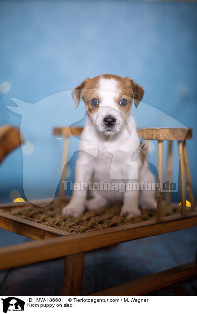 Kromfohrlnder Welpe auf Schlitten / Krom puppy on sled / MW-18660