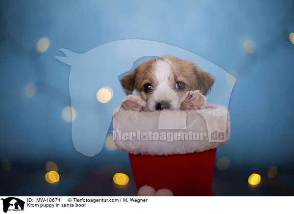 Kormfohrlnder Welpe in Weihnachtsstiefel / Krom puppy in santa boot / MW-18671