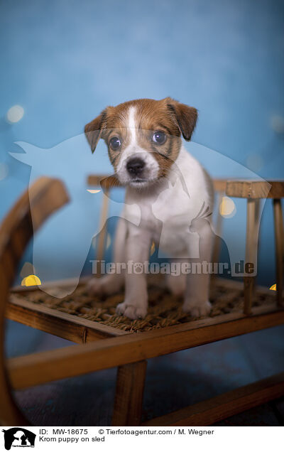 Kromfohrlnder Welpe auf Schlitten / Krom puppy on sled / MW-18675