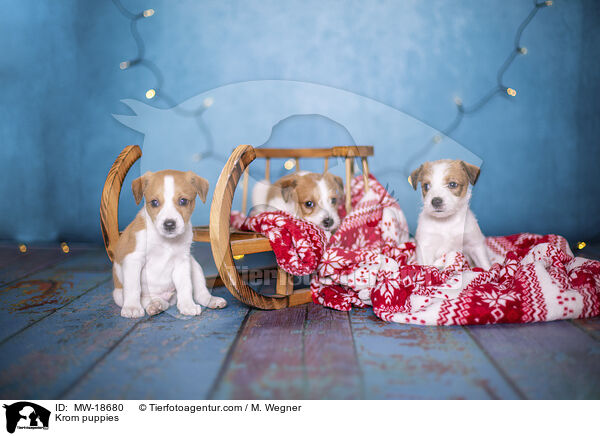 Kromfohrlnder Welpen / Krom puppies / MW-18680