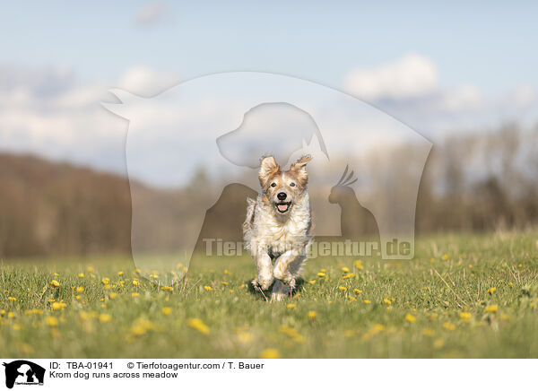 Kromfohrlnder rennte ber Wiese / Krom dog runs across meadow / TBA-01941