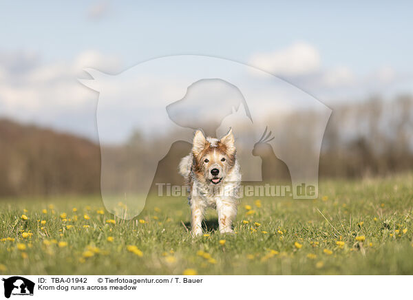 Kromfohrlnder rennte ber Wiese / Krom dog runs across meadow / TBA-01942