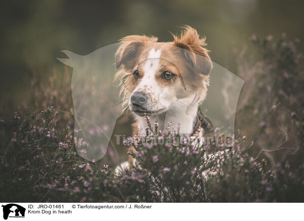 Kromfohrlnder in der Heide / Krom Dog in heath / JRO-01461