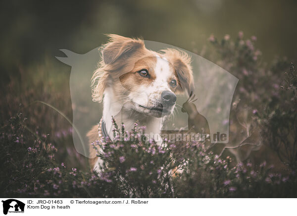 Kromfohrlnder in der Heide / Krom Dog in heath / JRO-01463