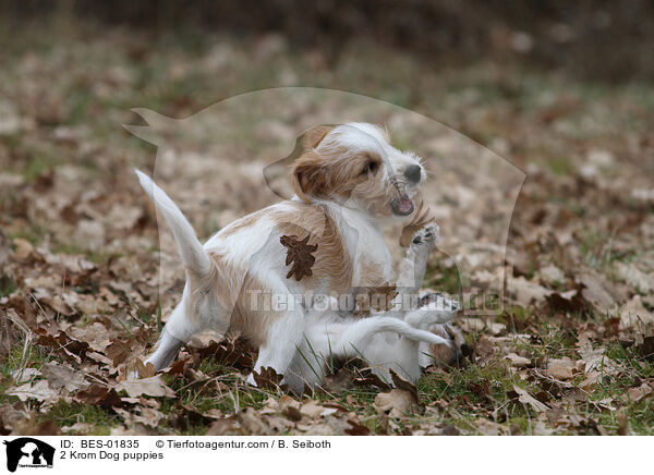 2 Kromfohrlnder Welpen / 2 Krom Dog puppies / BES-01835
