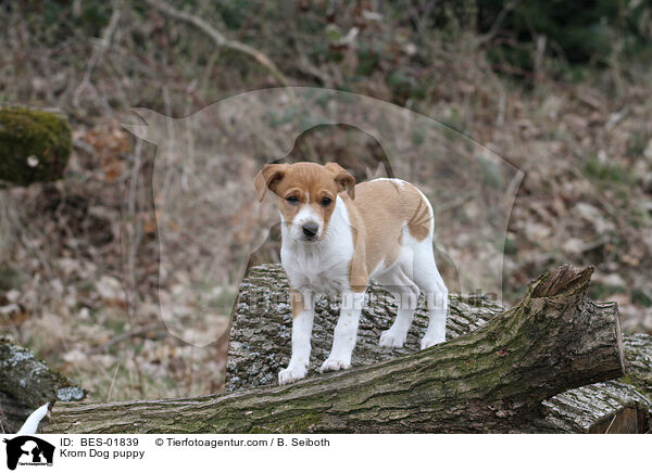 Kromfohrlnder Welpe / Krom Dog puppy / BES-01839