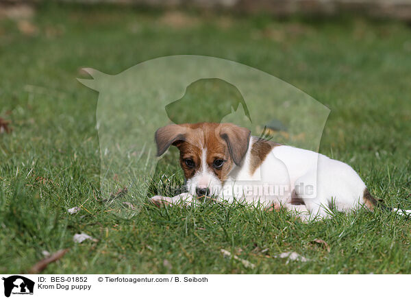 Krom Dog puppy / BES-01852