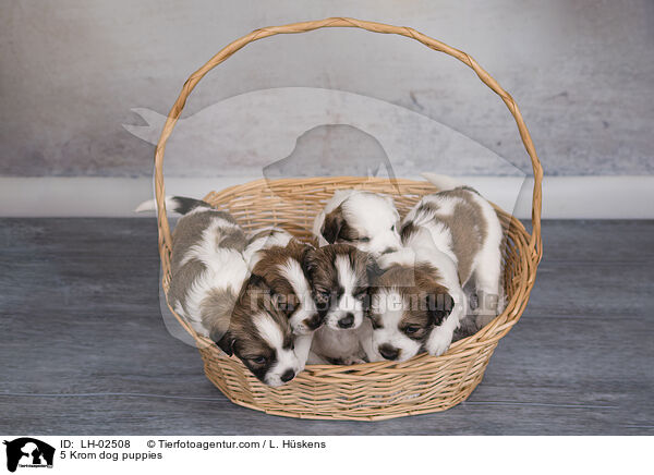 5 Kromfohrlnder Welpen / 5 Krom dog puppies / LH-02508
