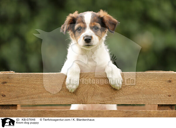 Kromfohrlnder Welpe / Krom dog puppy / KB-07646