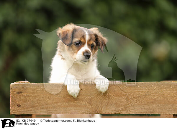 Krom dog puppy / KB-07649
