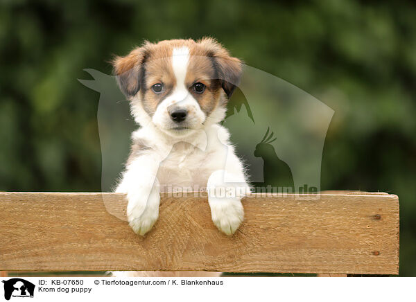 Kromfohrlnder Welpe / Krom dog puppy / KB-07650