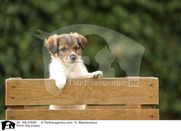 Kromfohrlnder Welpe / Krom dog puppy / KB-07659