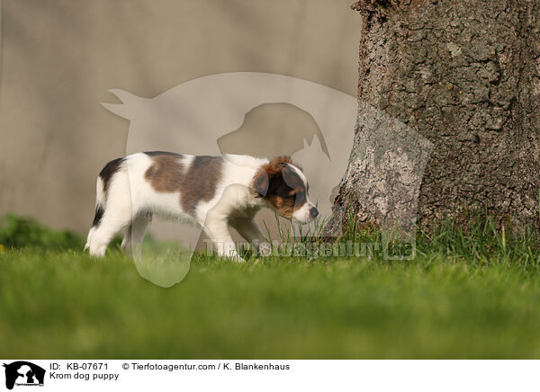 Kromfohrlnder Welpe / Krom dog puppy / KB-07671