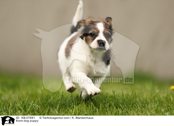 Kromfohrlnder Welpe / Krom dog puppy / KB-07681