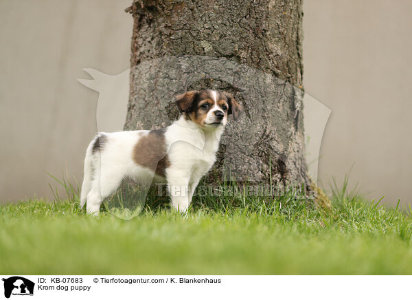 Kromfohrlnder Welpe / Krom dog puppy / KB-07683