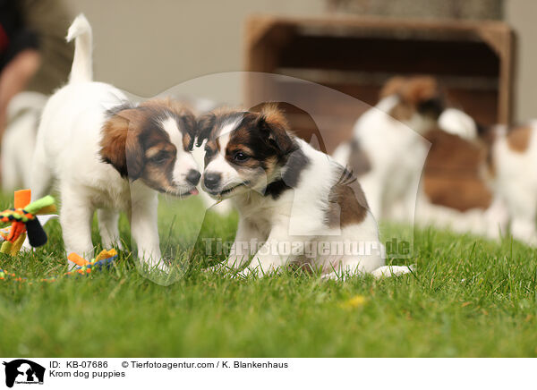 Kromfohrlnder Welpen / Krom dog puppies / KB-07686