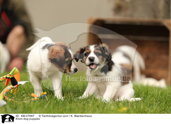 Kromfohrlnder Welpen / Krom dog puppies / KB-07687