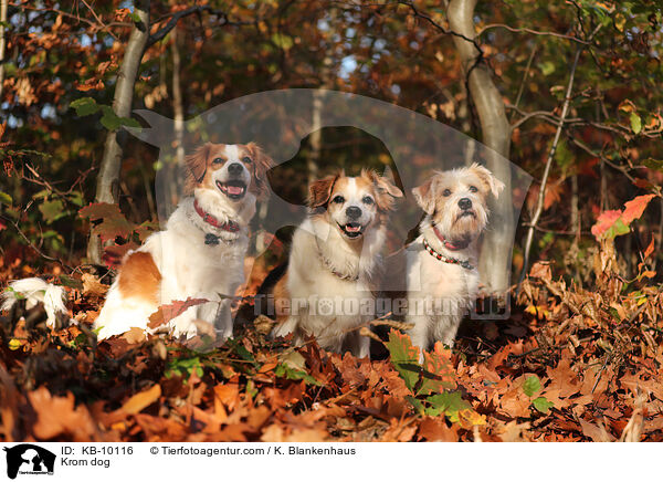 Kromfohrlnder / Krom dog / KB-10116
